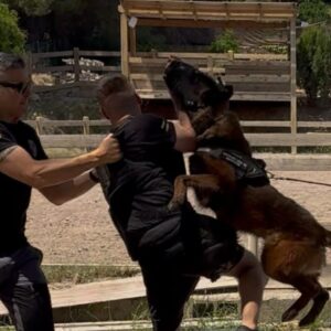 Vigilancia con perros nivel 2